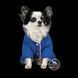 Костюм Pet Fashion Zhan для собак, розмір XS, блакитний PR243237; PR243240 фото 2